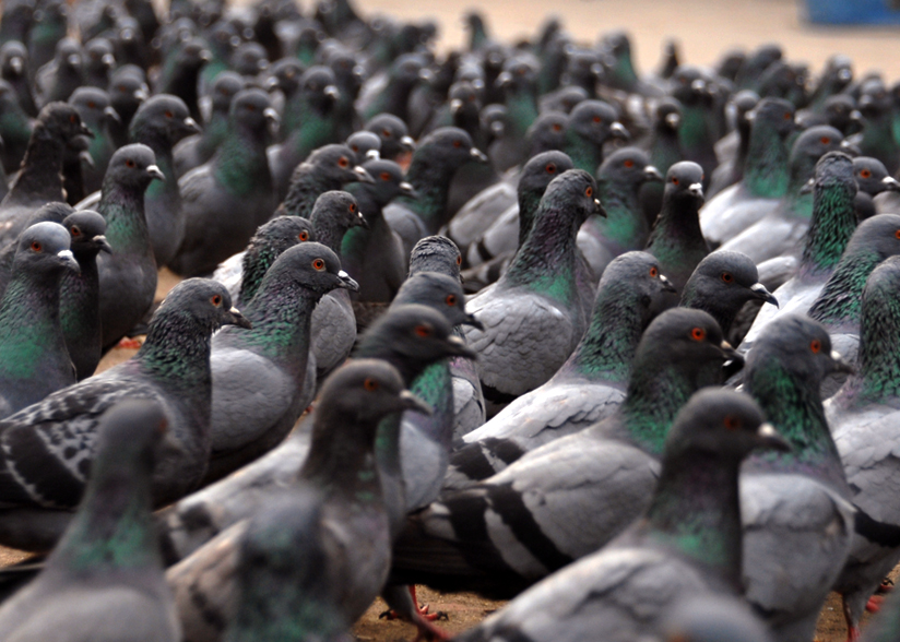 Художественное фото голубей Pigeons